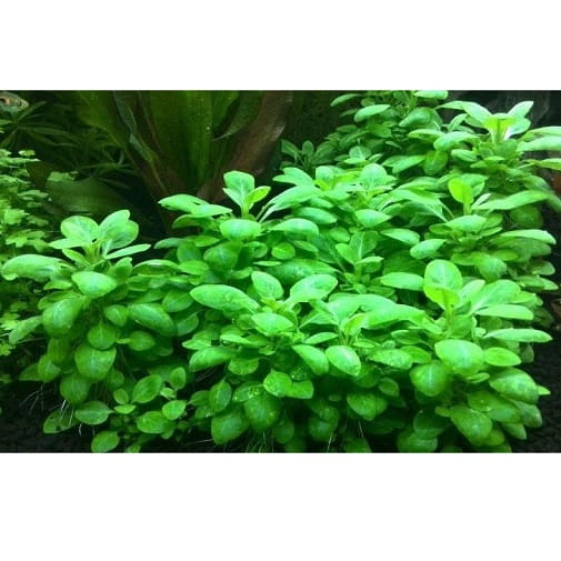 Lobelia cardinalis mini koszyk xxl roślina do akwarium